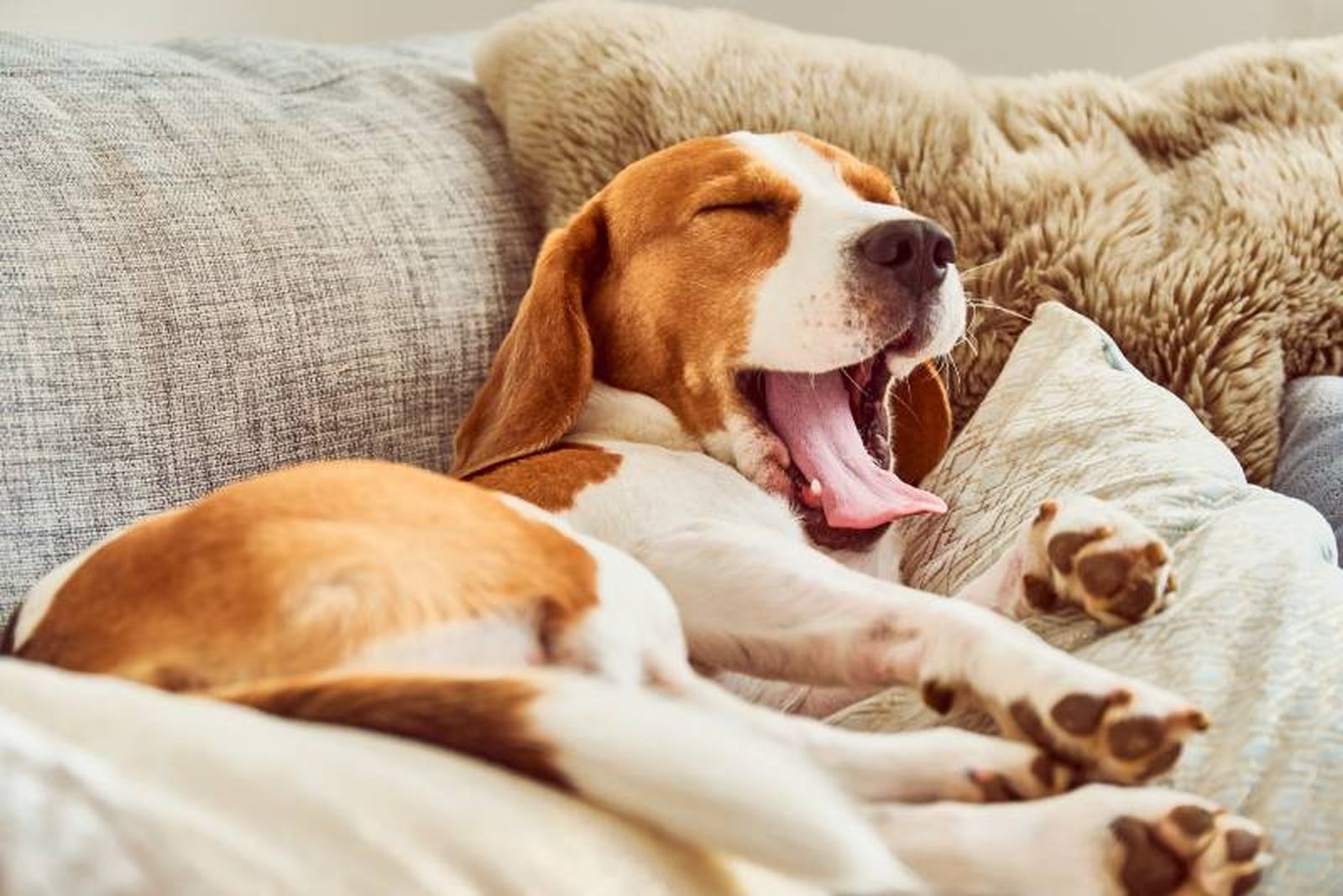 Tu peludo podrá disfrutar de las mejores vacaciones en un hotel para perros
