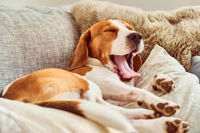Tu peludo podrá disfrutar de las mejores vacaciones en un hotel para perros