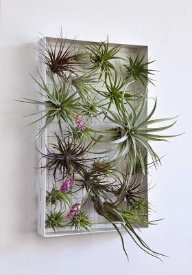 plantas aereas colgantes jardin vertical