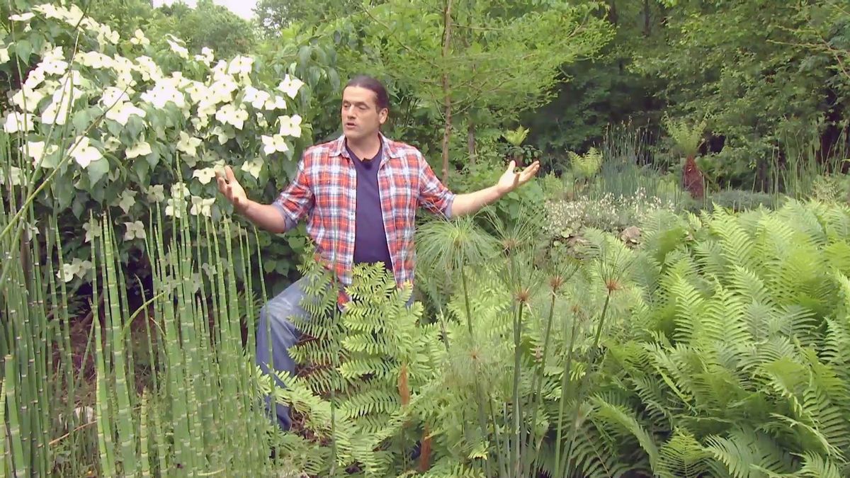 deco 698 cornus kousa detalle final