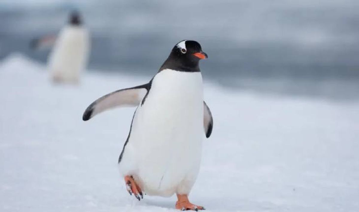 animales que empiezan por p pinguino (1)