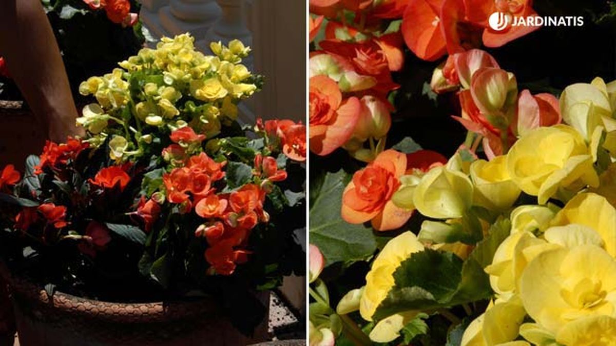 begonia elatior caracteristicas cuidados reproduccion jardinatis