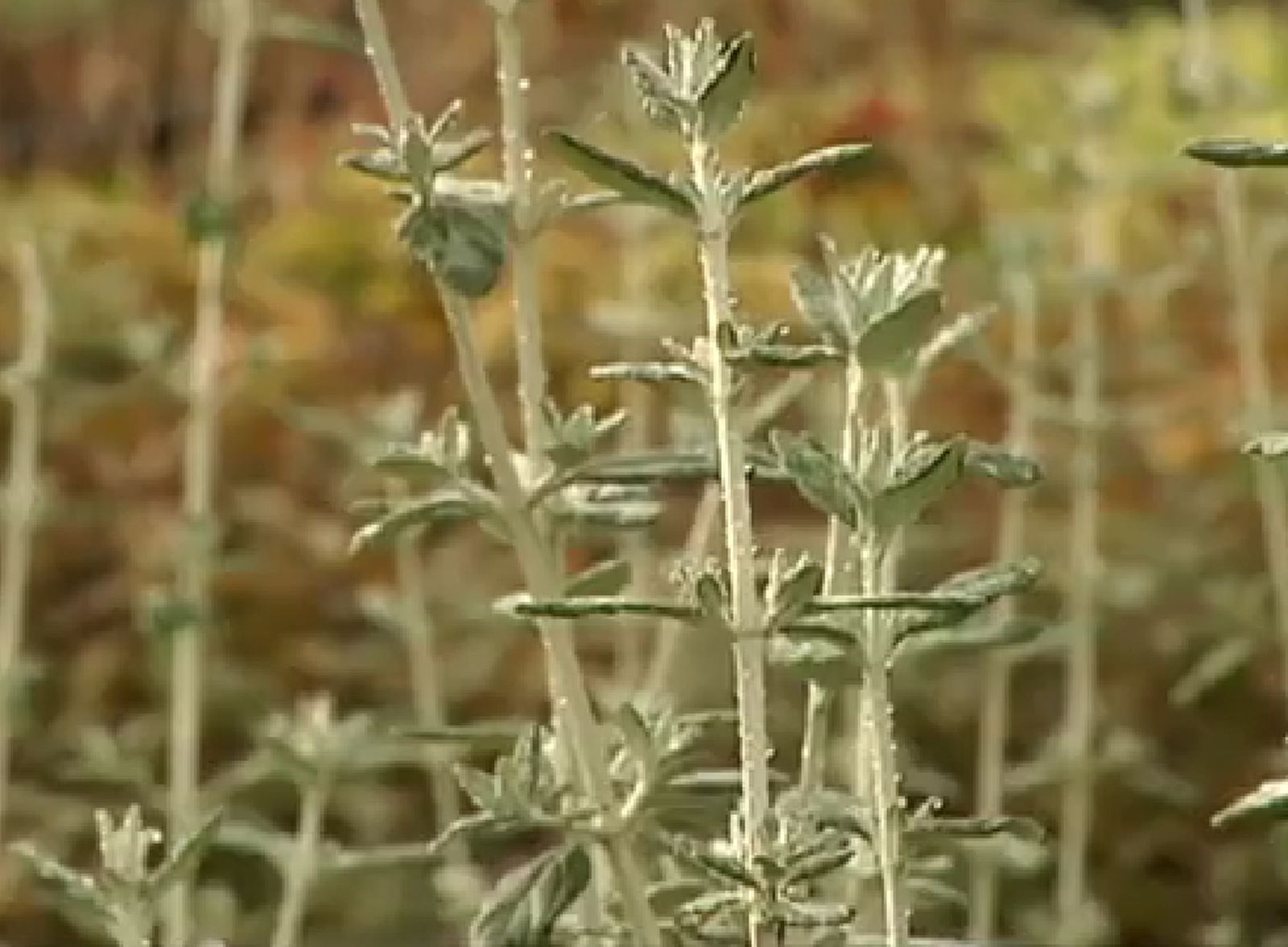 Teucrium Fruticans