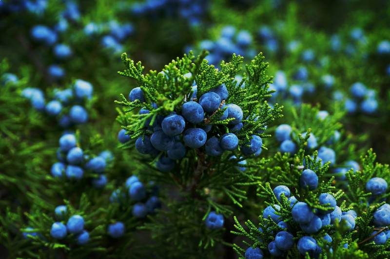 Los enebros son arbustos perennes de hojas en aguja y frutos amargos.