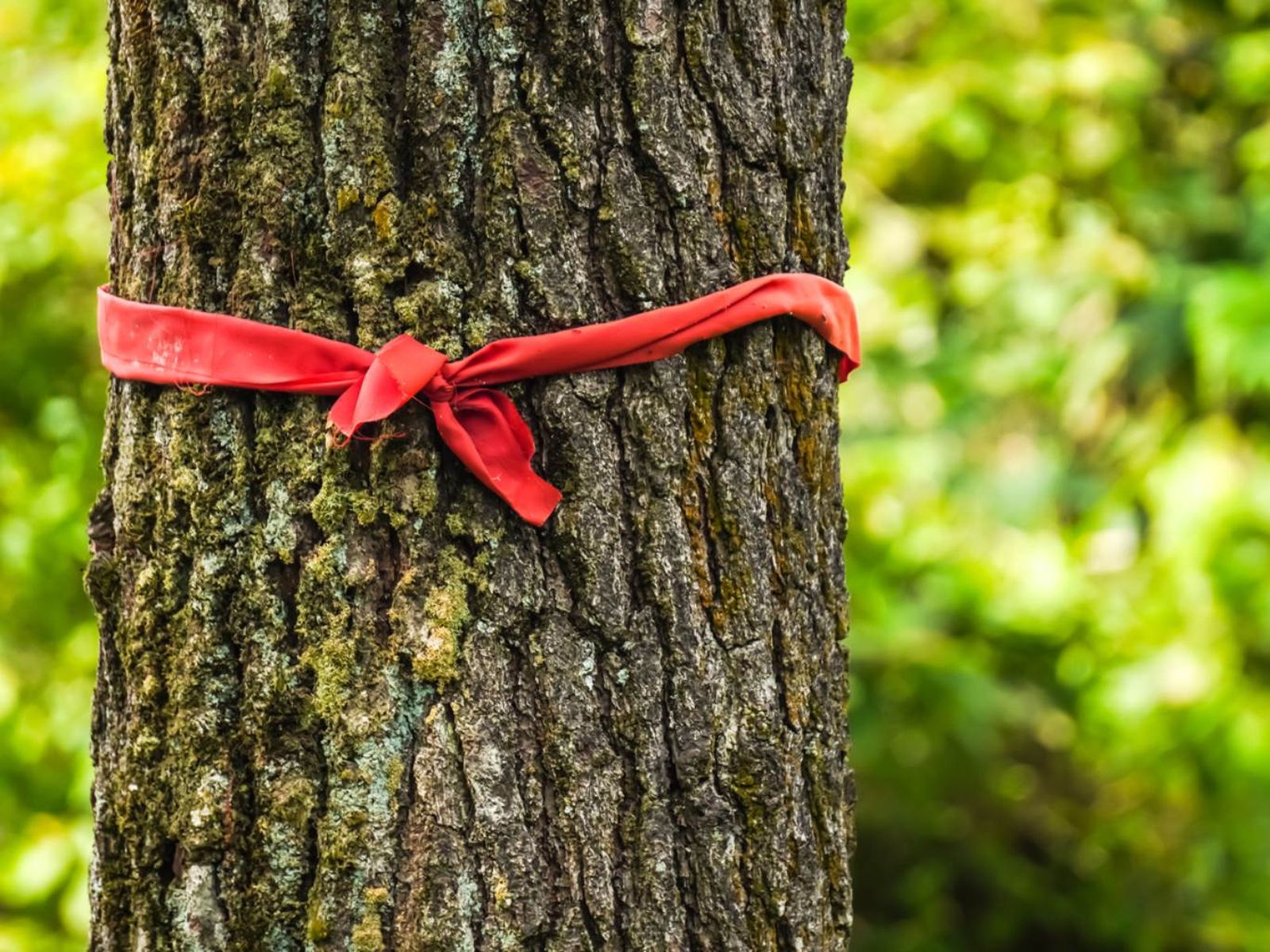 Existe una costumbre de colocar un listón rojo en las plantas y árboles durante un eclipse solar para tratar de protegerlas.