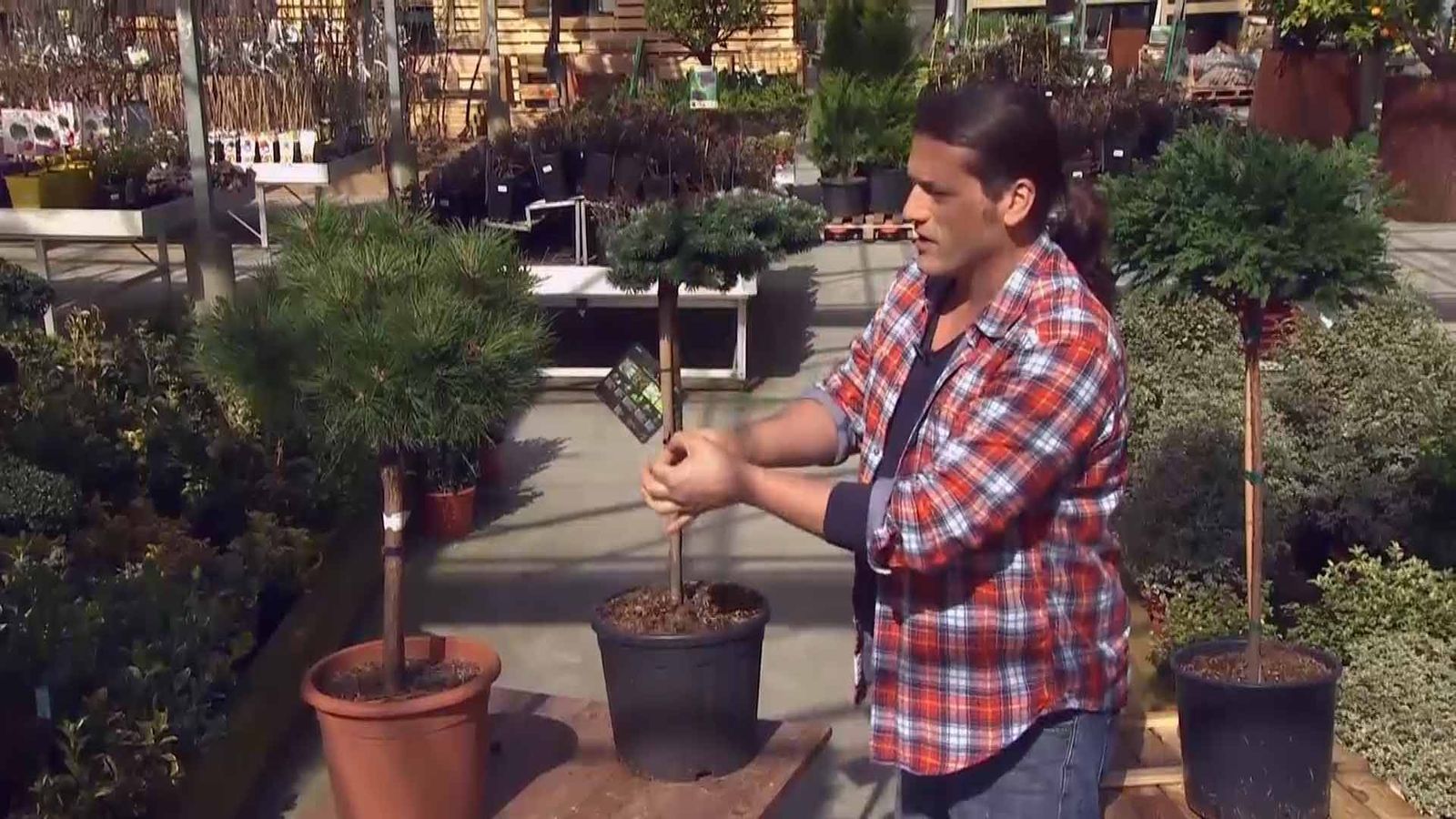 deco 690 jardineria coniferas injertadas pino mugus