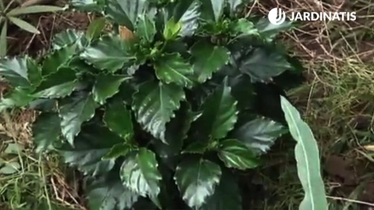 como plantar hibisco en el jardin xl