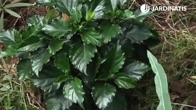 como plantar hibisco en el jardin xl