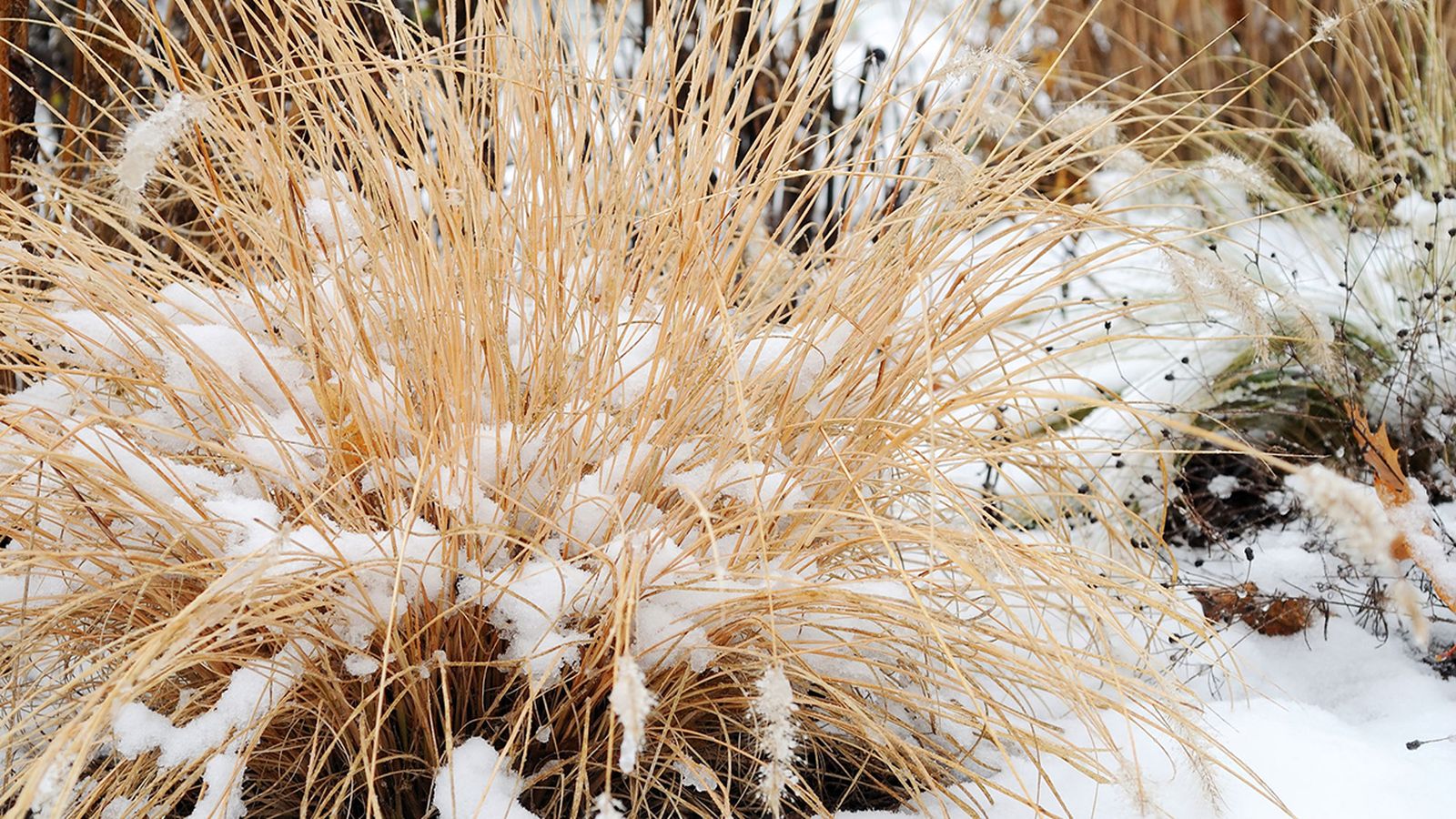Pennisetum alopecuroides
