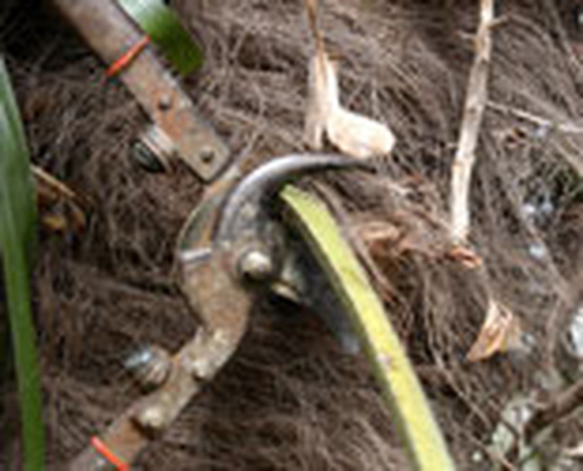 332 pod hoj palm p01