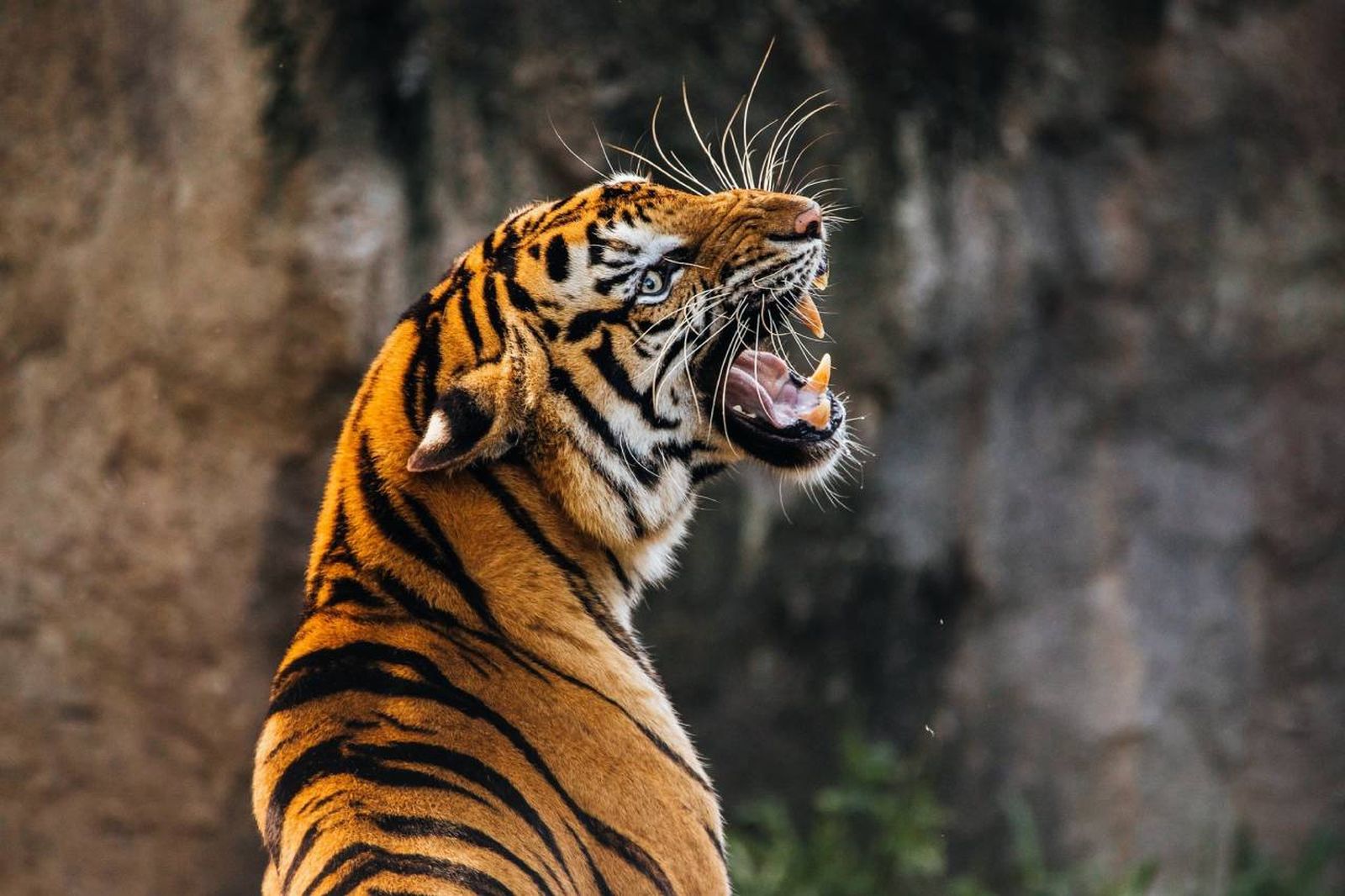 En poco más de una década, Nepal ha triplicado su población de tigres de Bengala.