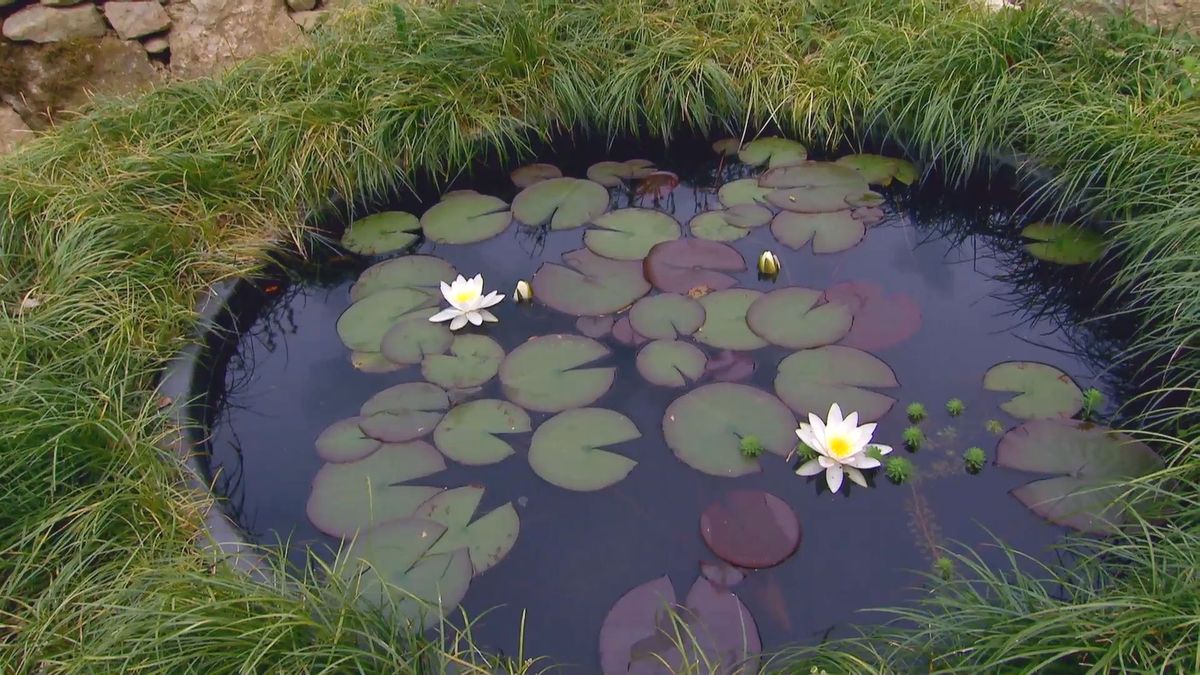 deco 619 plantas de flores blancas para el jardin nenufares