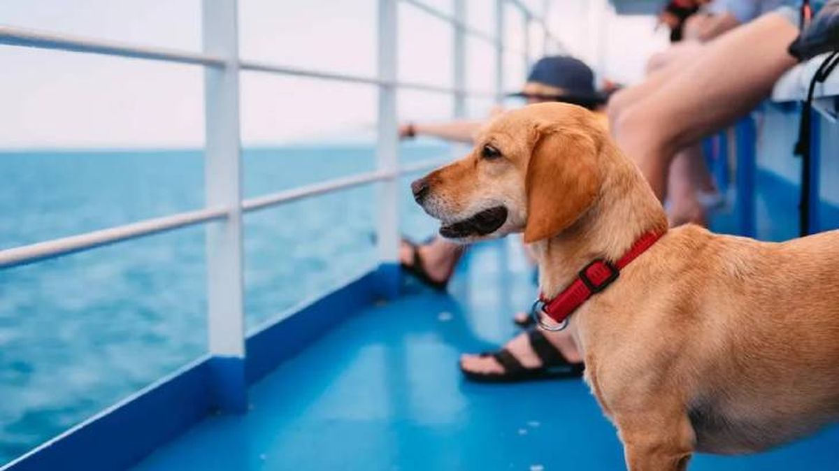 viajar en barco con perro 5 (1)