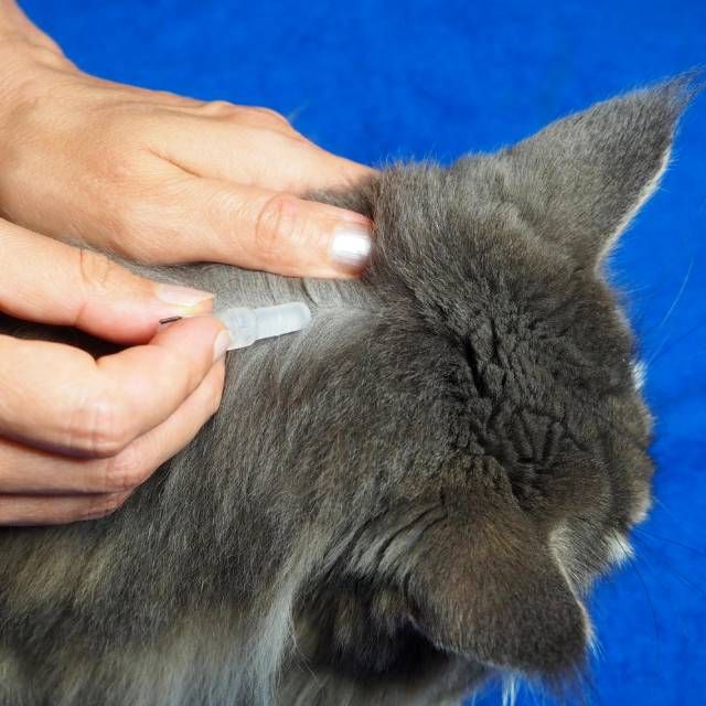 productos para gatos mas vendidos amazon pipetas