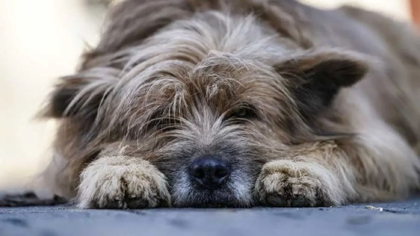 parvovirosis canina 2