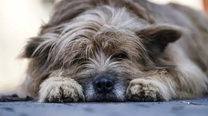 parvovirosis canina 2