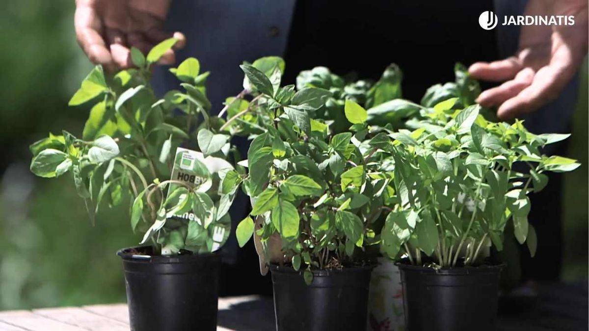 Plantas de albahaca