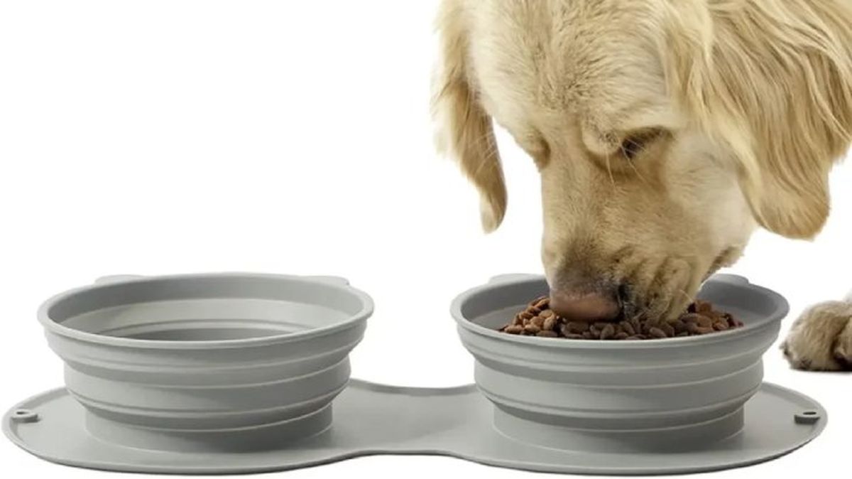 comedero para perros modelo 4