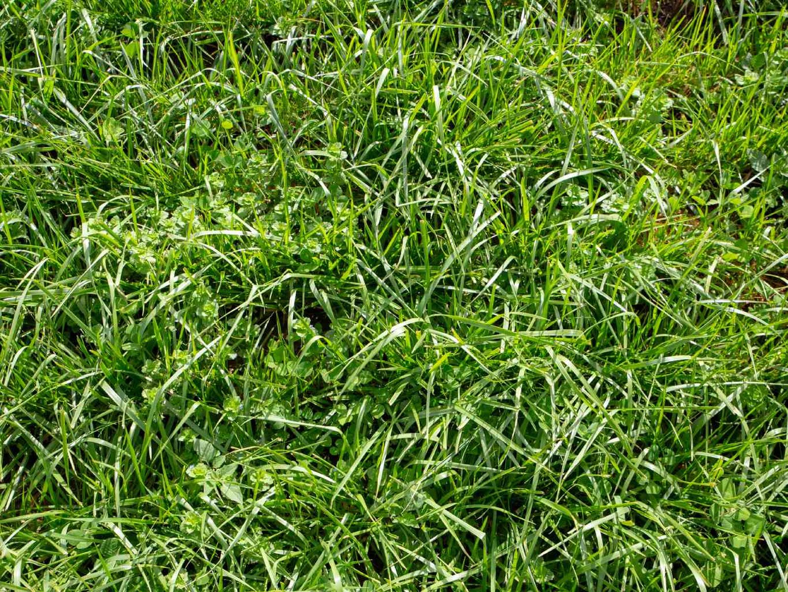 Césped de Festuca.