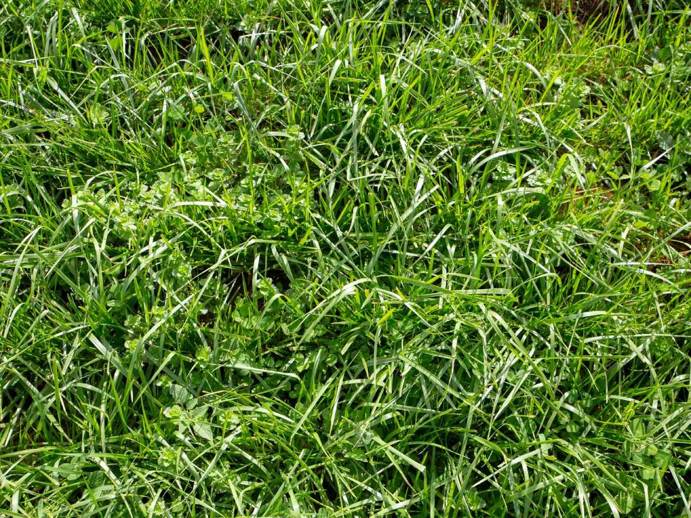 Césped de Festuca.