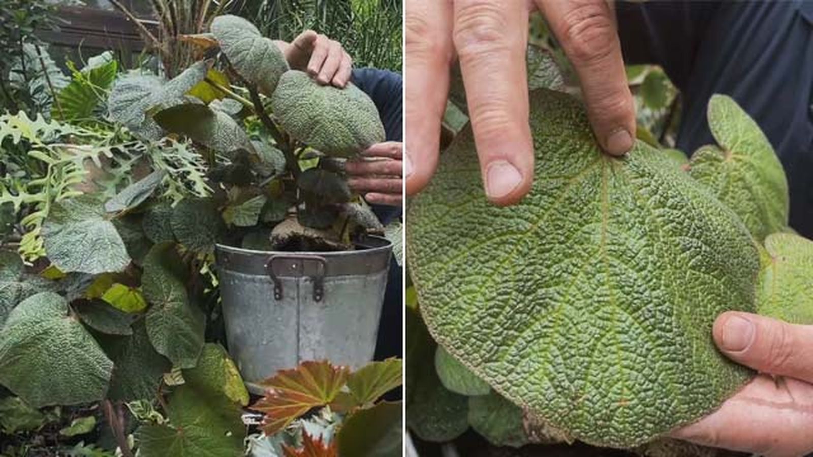 begonia boomer coleccion de inigo segurola jardinatis