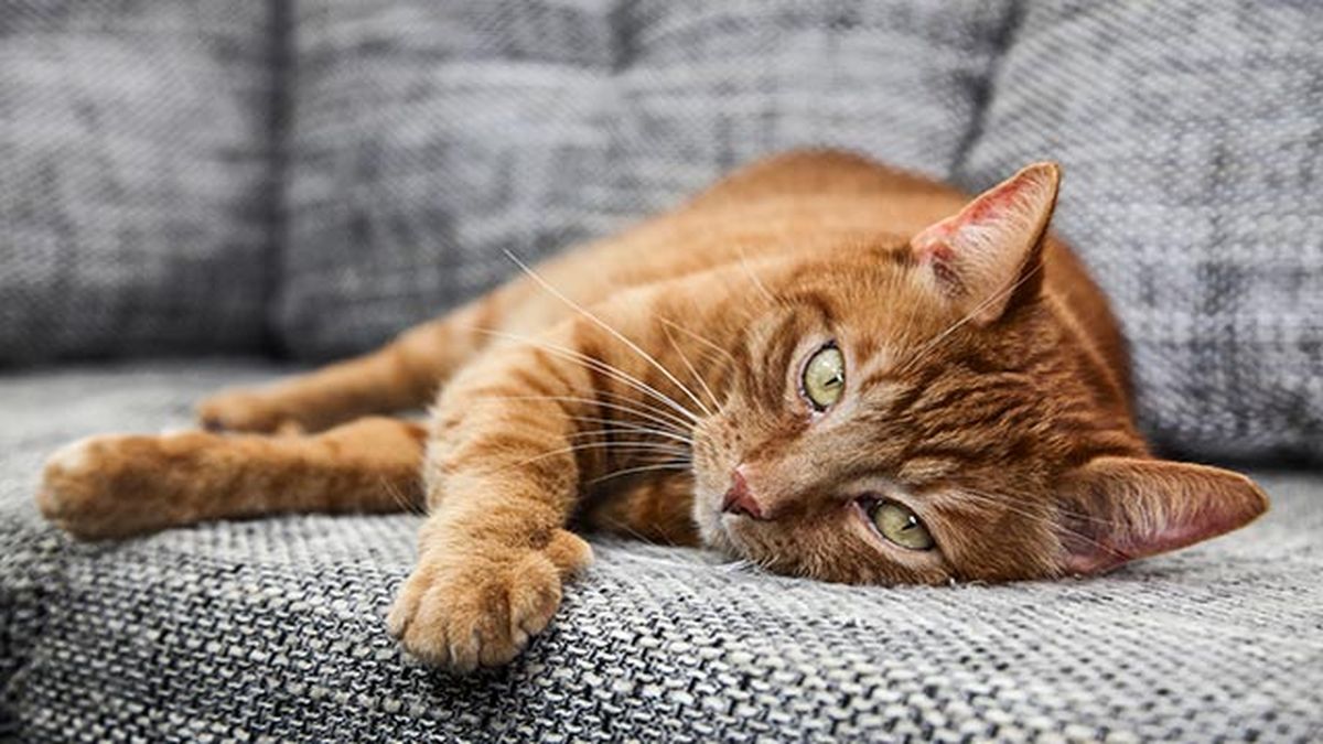 gato naranja tumbado