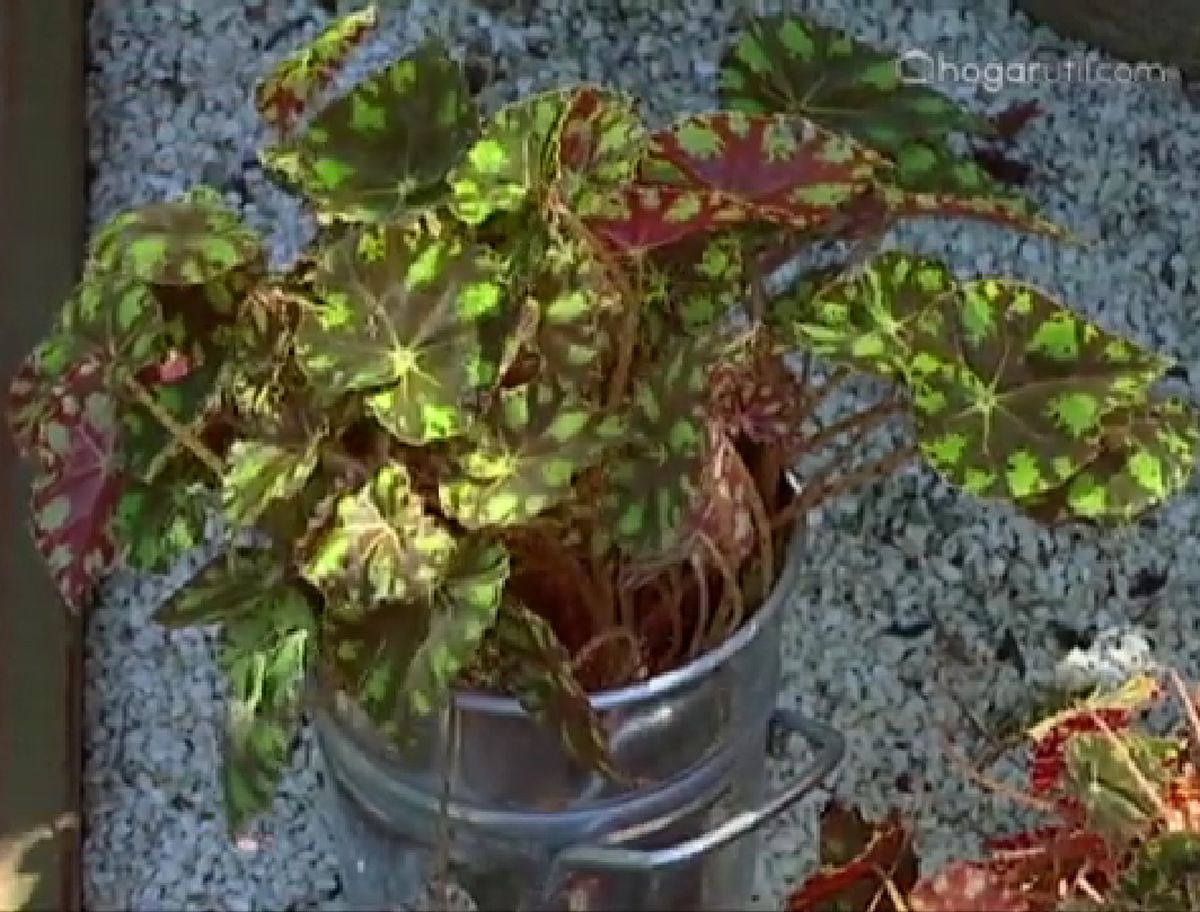 Begoña tigre o begonia bowerae