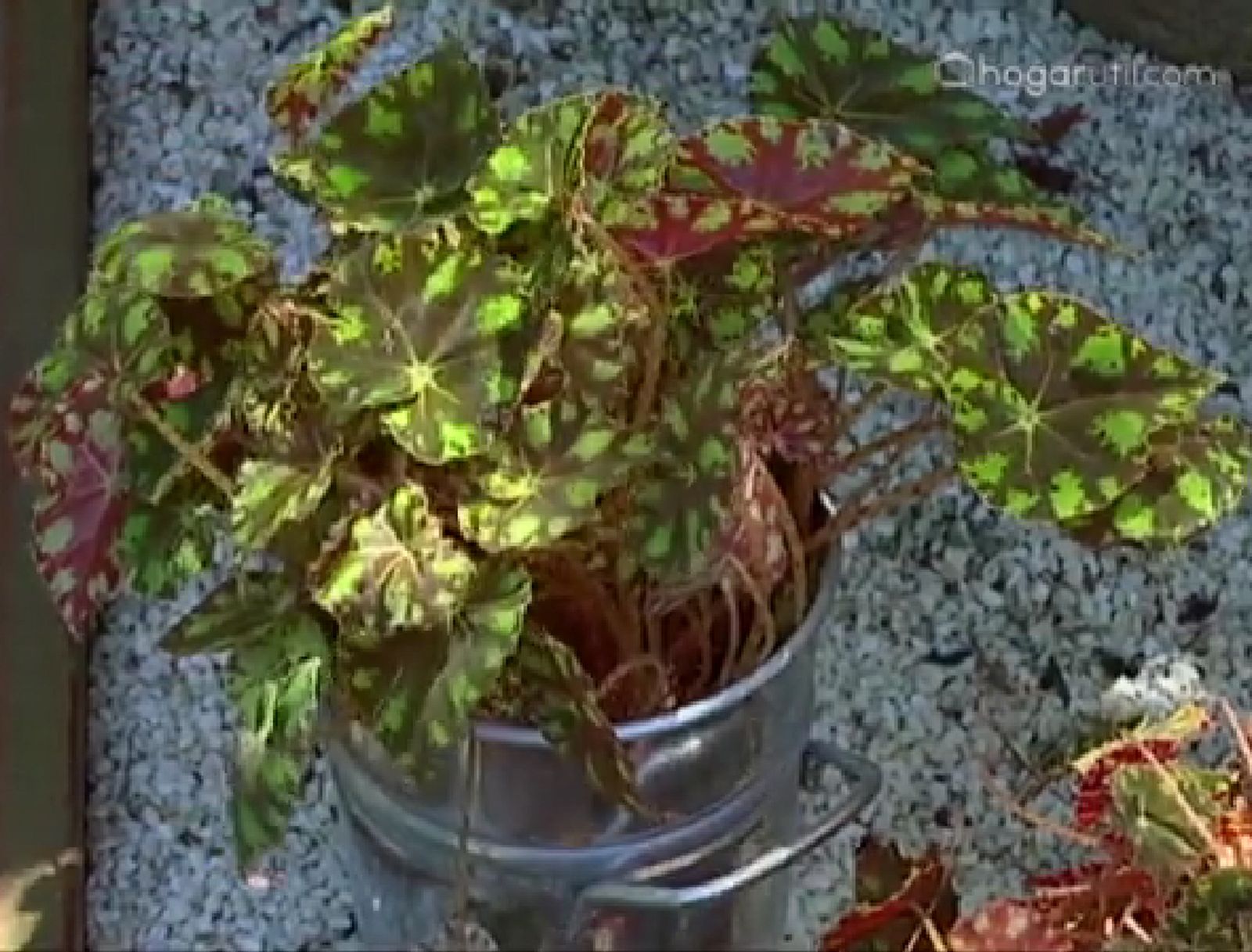 Begoña tigre o begonia bowerae