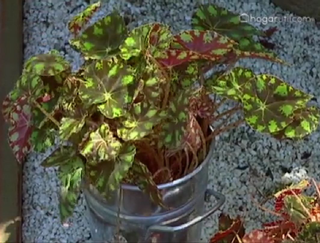 Begoña tigre o begonia bowerae