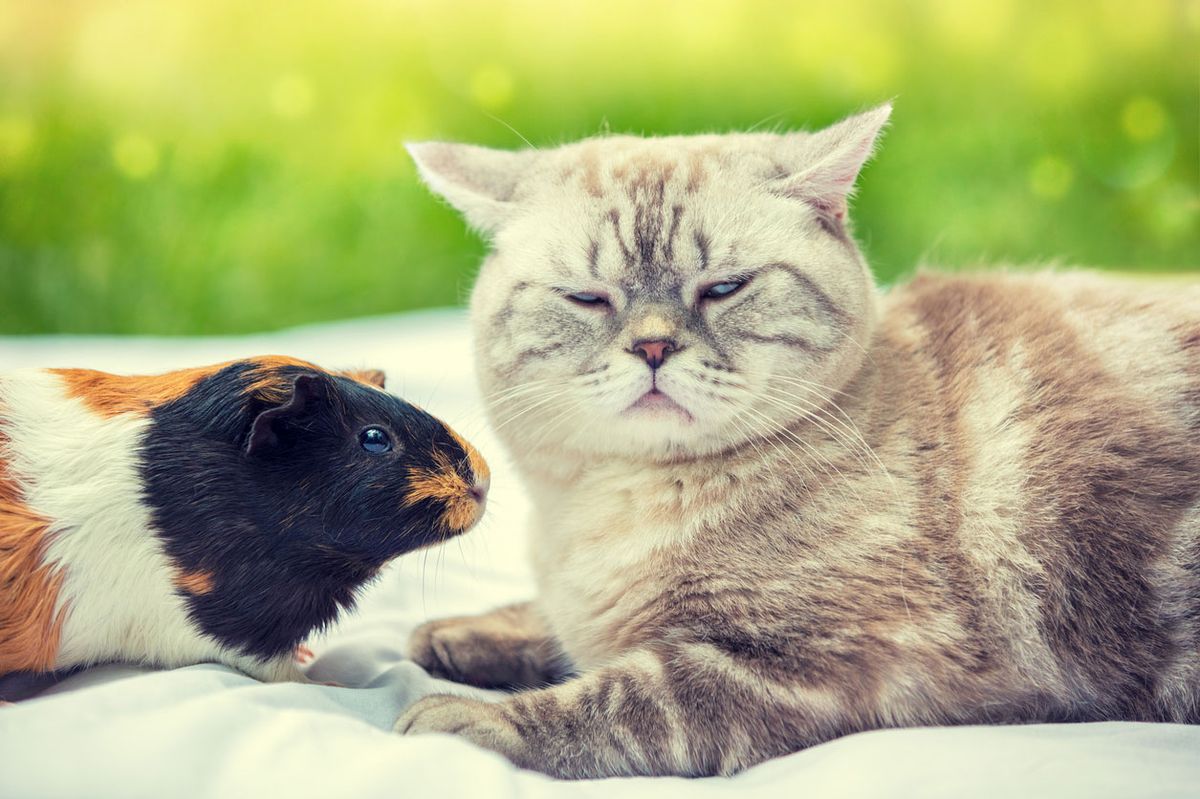 convivencia gato cobaya