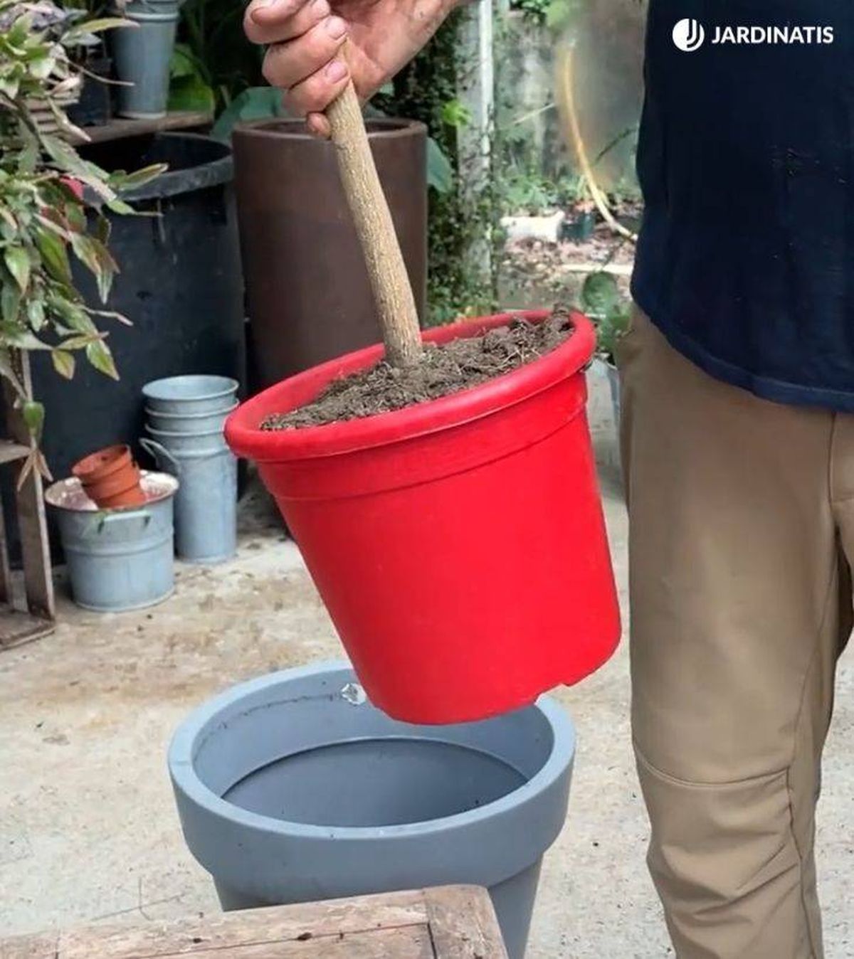 tamano de maceta para trasplante naranjo