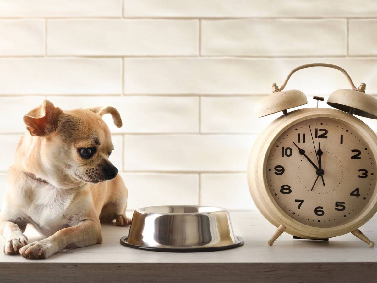 Un retraso en la hora de la comida o el paseo puede generarles ansiedad.