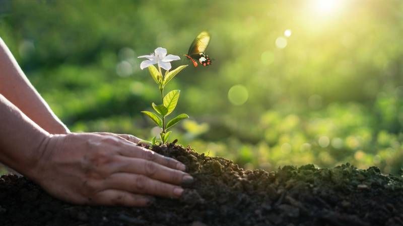Las mariposas sólo pueden volar cuando su temperatura corporal es superior a 30ºC.