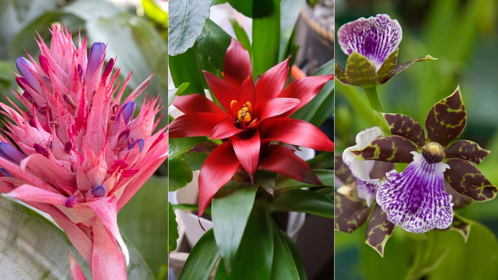 plantas flores llamativas