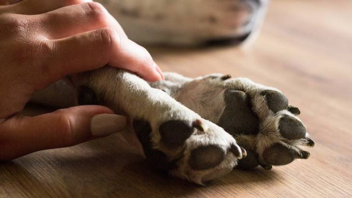 edad de los perros metodo cientifico