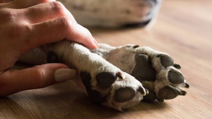 edad de los perros metodo cientifico