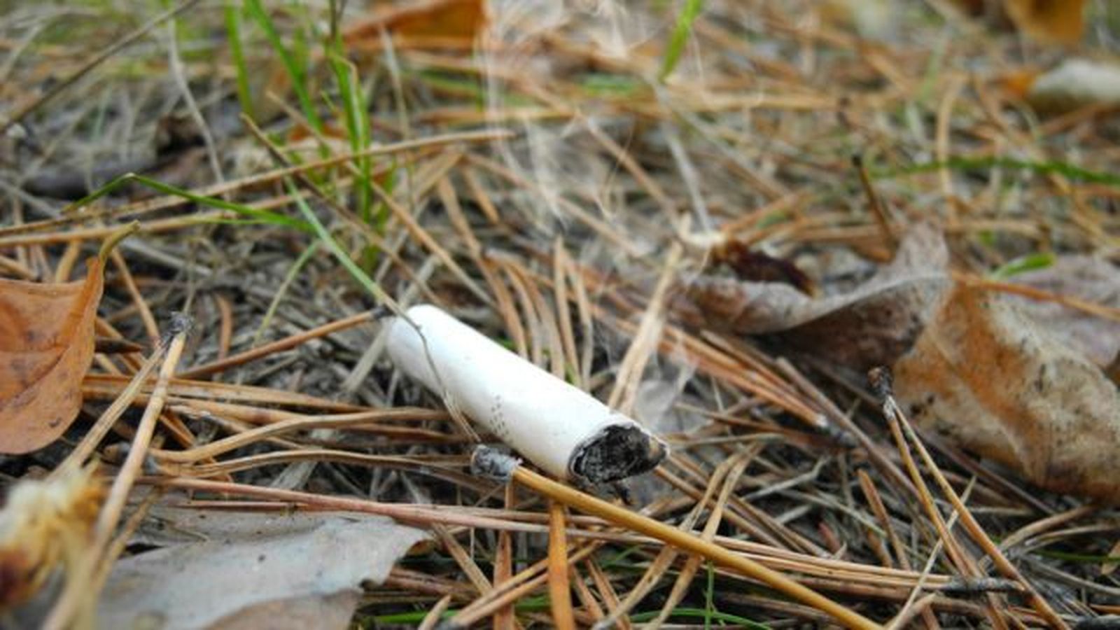 no fumar en bosques para evitar incendios