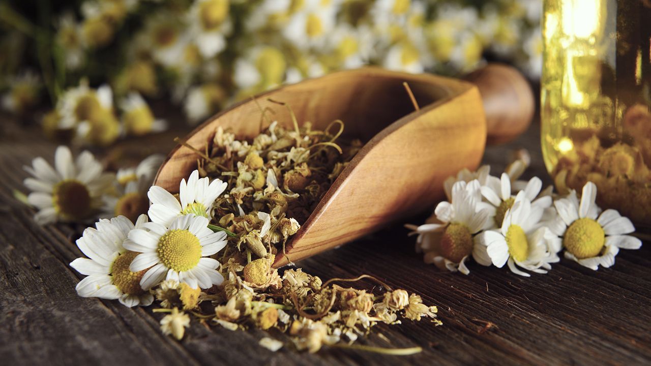 infusion de manzanilla