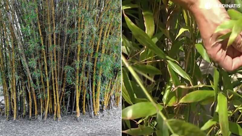 Phyllostachys Aurea