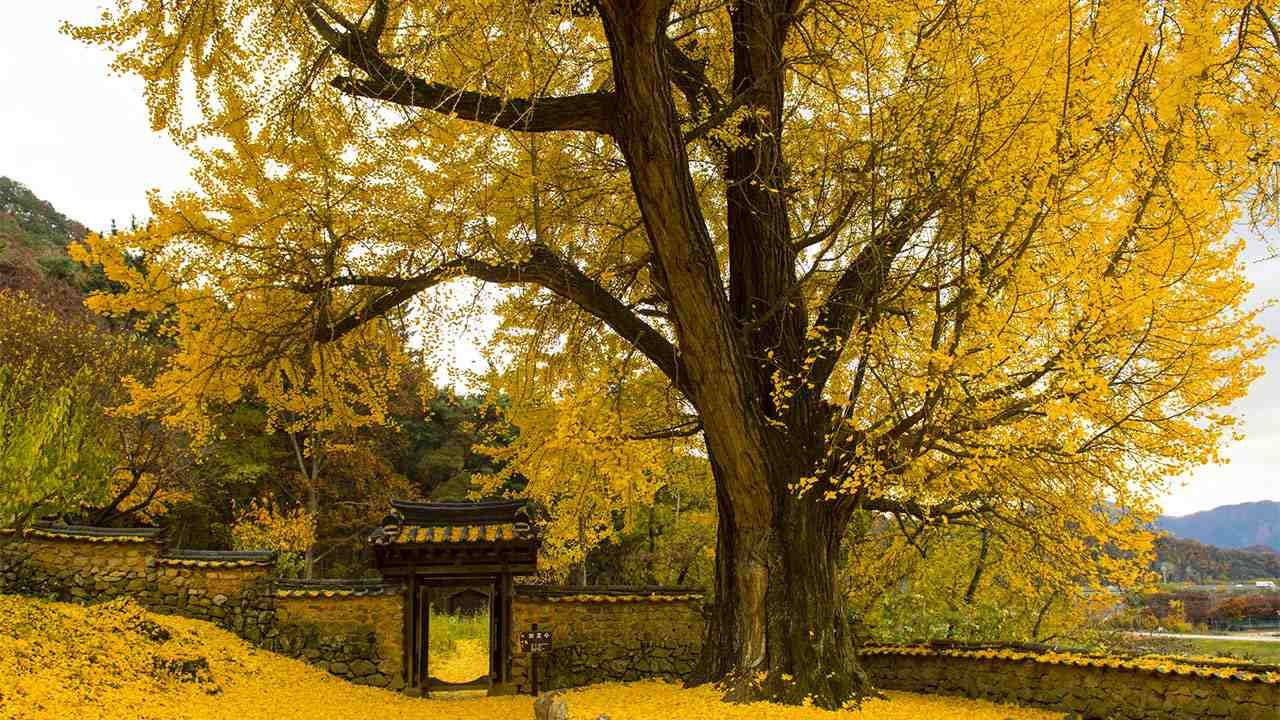 Ginkgo biloba.