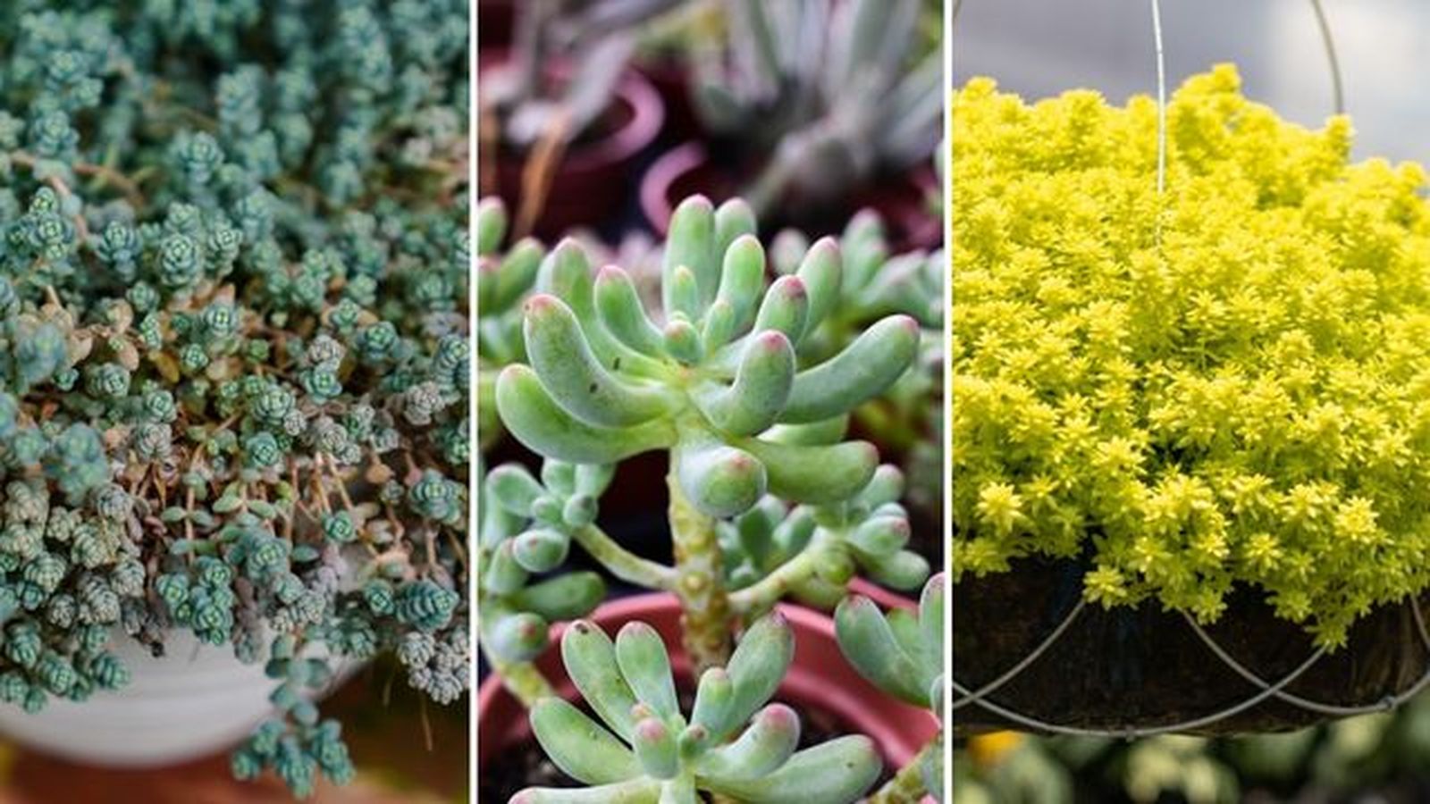 Sedum dasyphyllum sedum pachyphyllum sedum japonicum