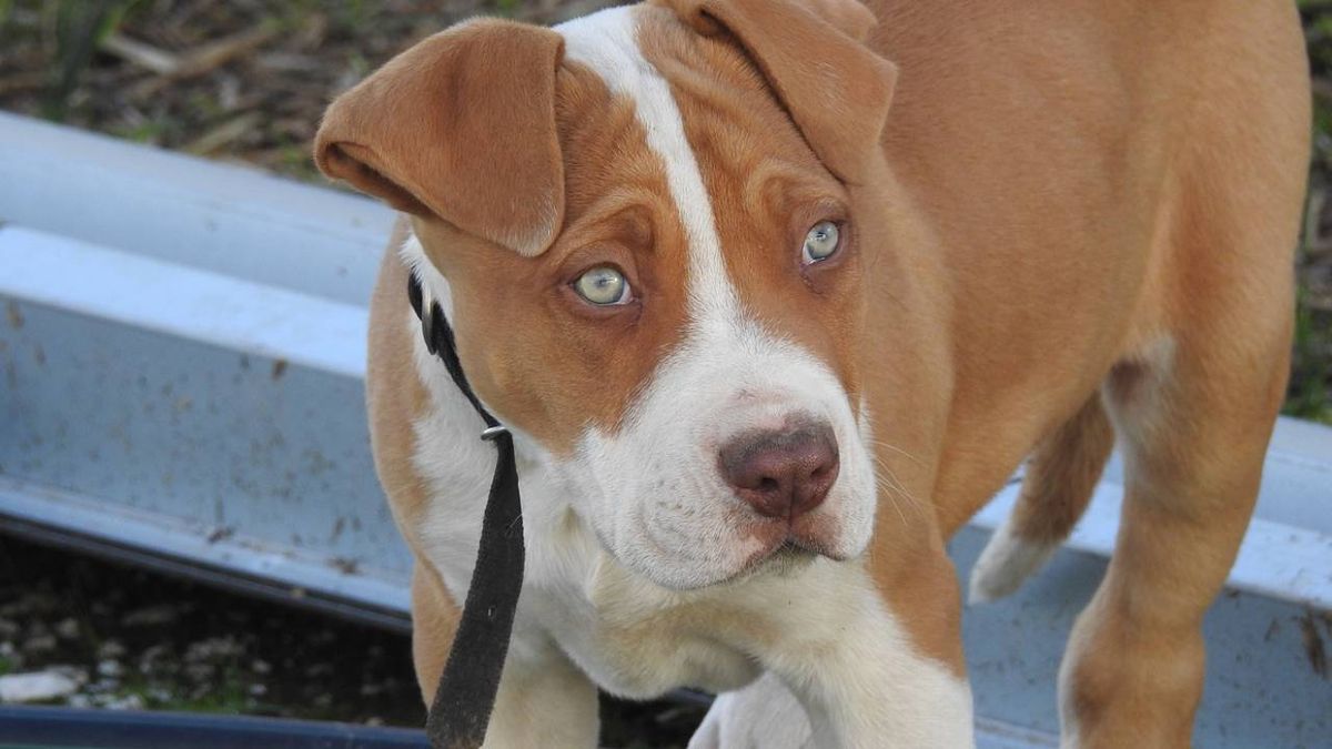 Bull Arab o perro toro Árabe