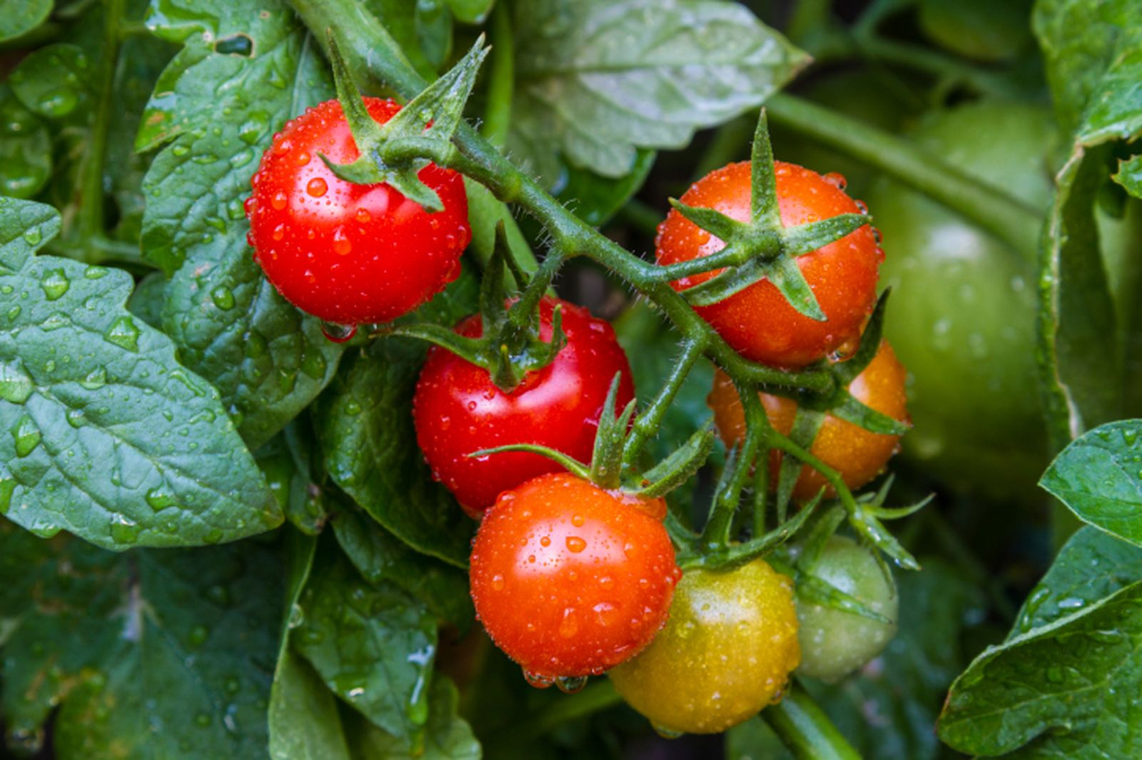 Consejos para cultivar tomates