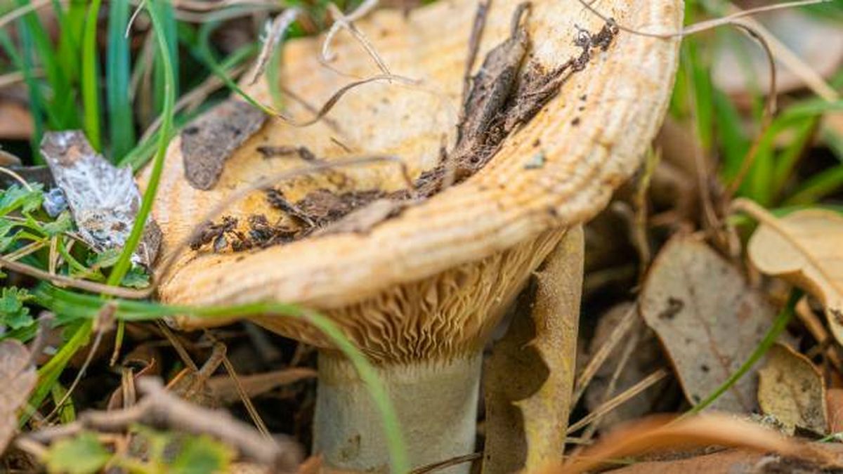 setas toxicas venenosas mascotas Espana Paxillus involutus