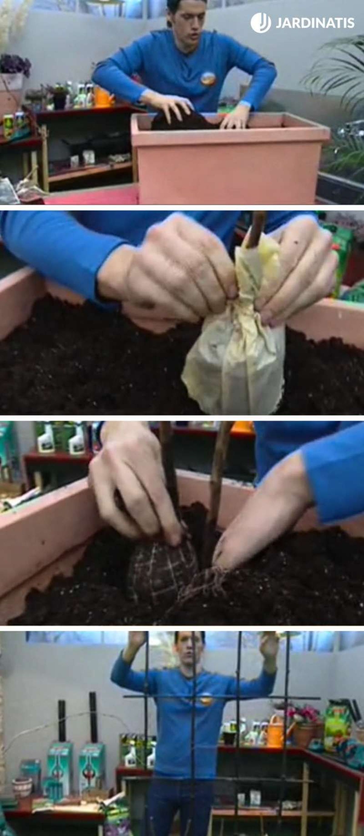 Paso a paso de la plantación en jardinera