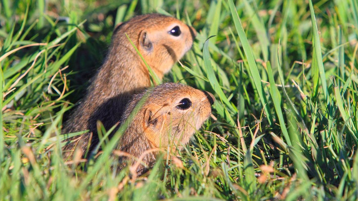 animales fieles a su pareja ratones pradera