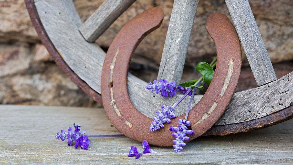 plantas buena suerte xl