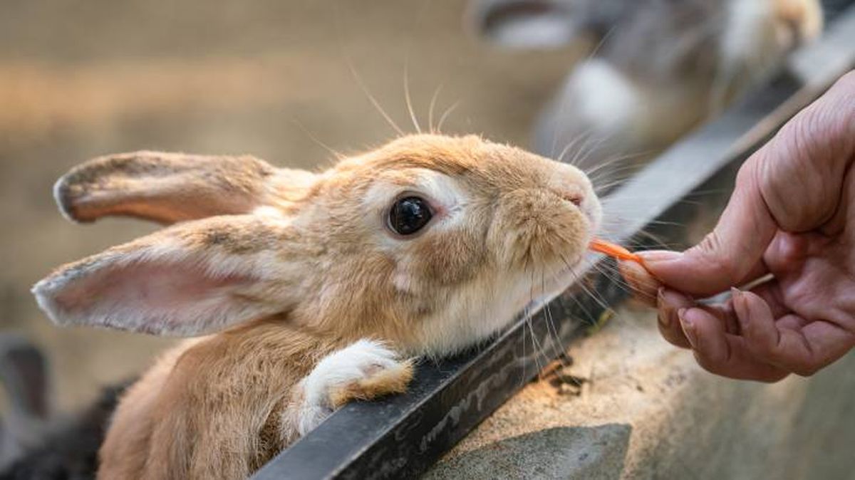 que comen los conejos zanahoria