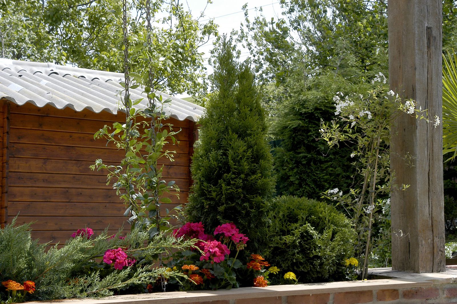 plantacion enredaderas xl