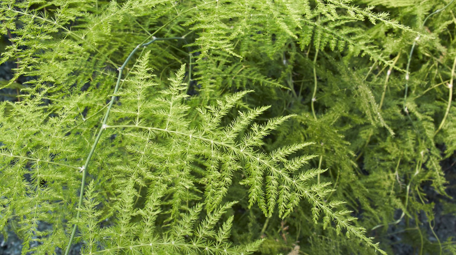 Asparagus setaceus